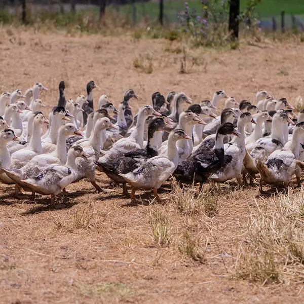 article du new york times sur la ferme birouca